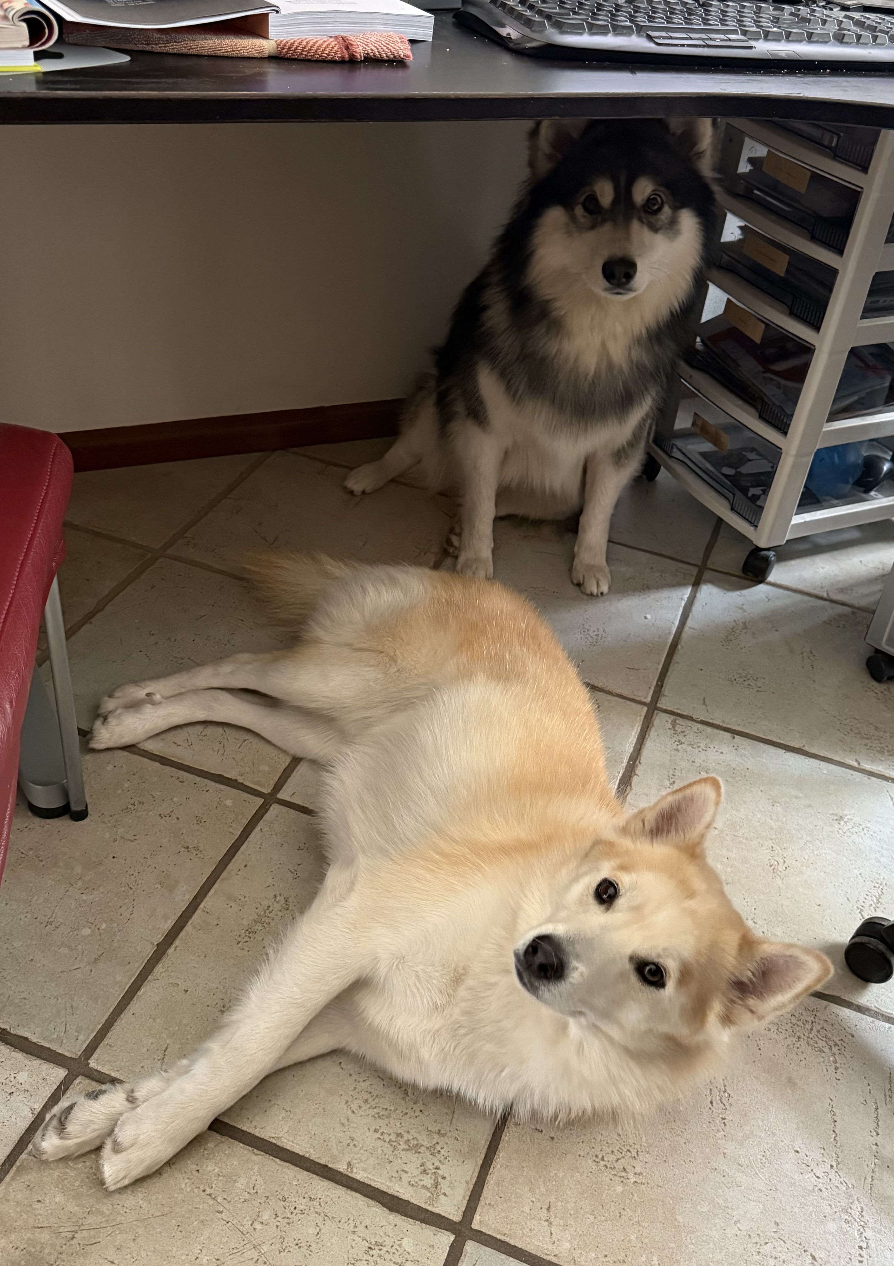 Mando & Rex